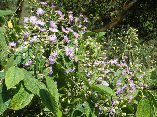 Purple Flowers.